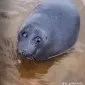 Fristislurper